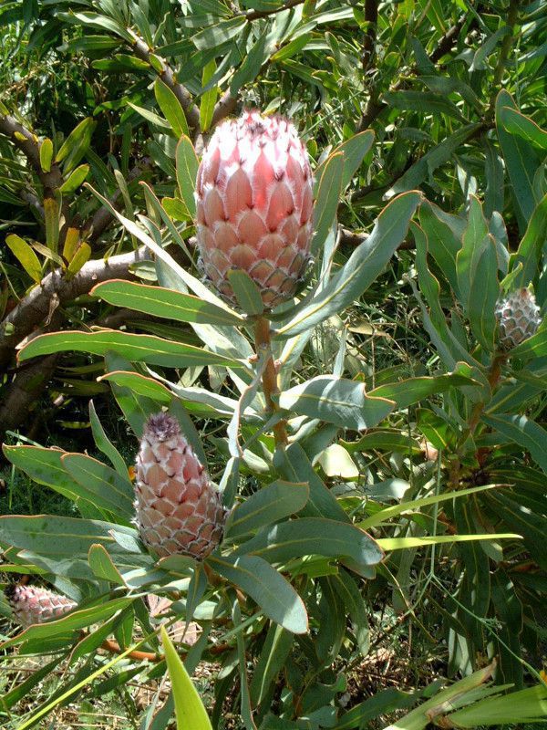 �N�C�[���v���e�A(Queen Protea)
